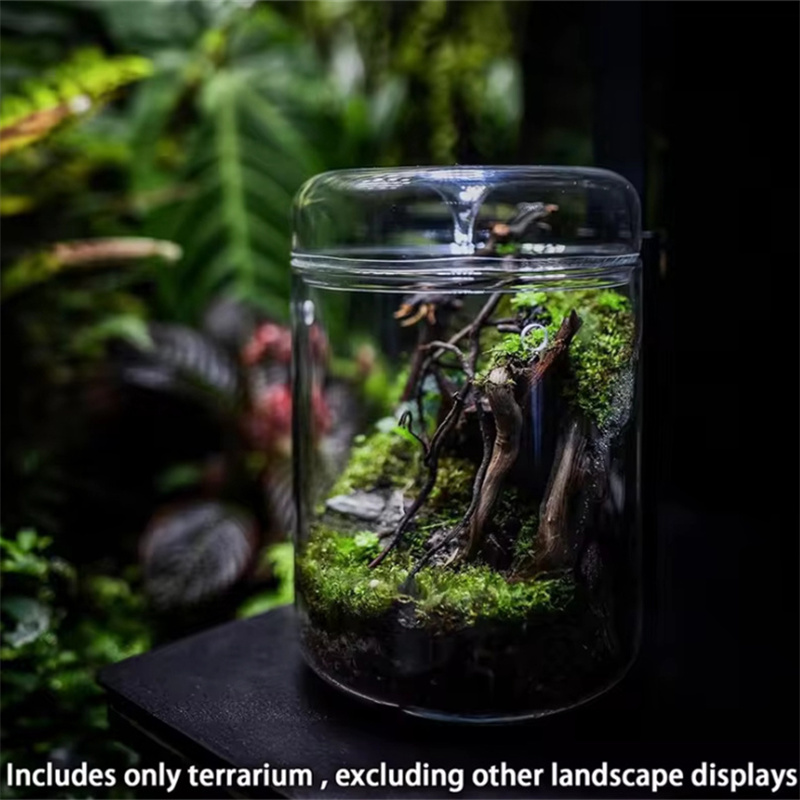 Glass Bottles Creativity Dew C - Terrarium Glass Bottle 评论和价格